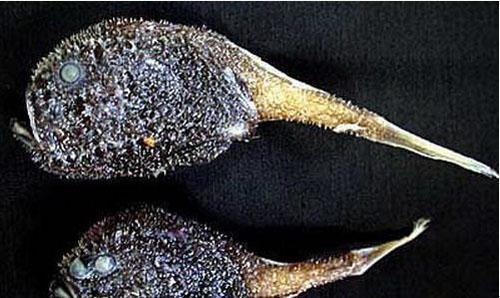 深海生物,难得一见的生物种类397 / 作者:UFO爱好者 / 帖子ID:86230