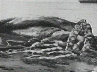 巨鲨还是怪兽？神秘海怪之谜(图片)619 / 作者:UFO爱好者 / 帖子ID:85900