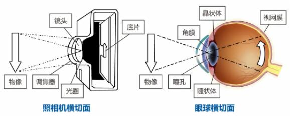 眼睛长黄斑别大意！延误治疗时机当心失明924 / 作者:UFO爱好者 / 帖子ID:72761