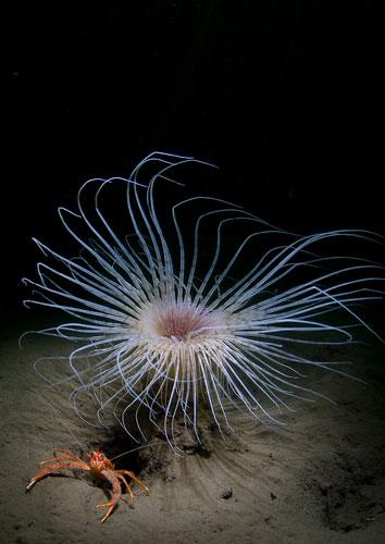 英国海岸十大奇特海洋生物122 / 作者:UFO爱好者 / 帖子ID:76410