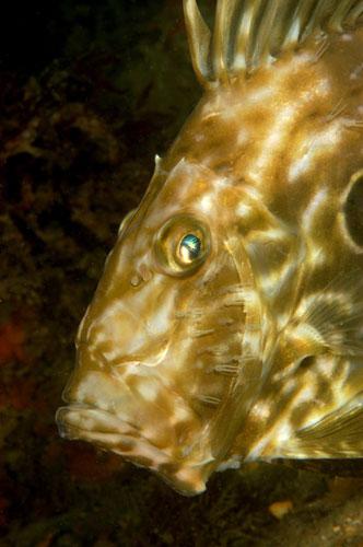 英国海岸十大奇特海洋生物372 / 作者:UFO爱好者 / 帖子ID:76410
