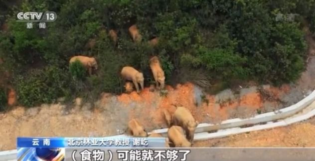 北上野象走出“S”路线 下一站去哪儿？546 / 作者:UFO爱好者 / 帖子ID:71361