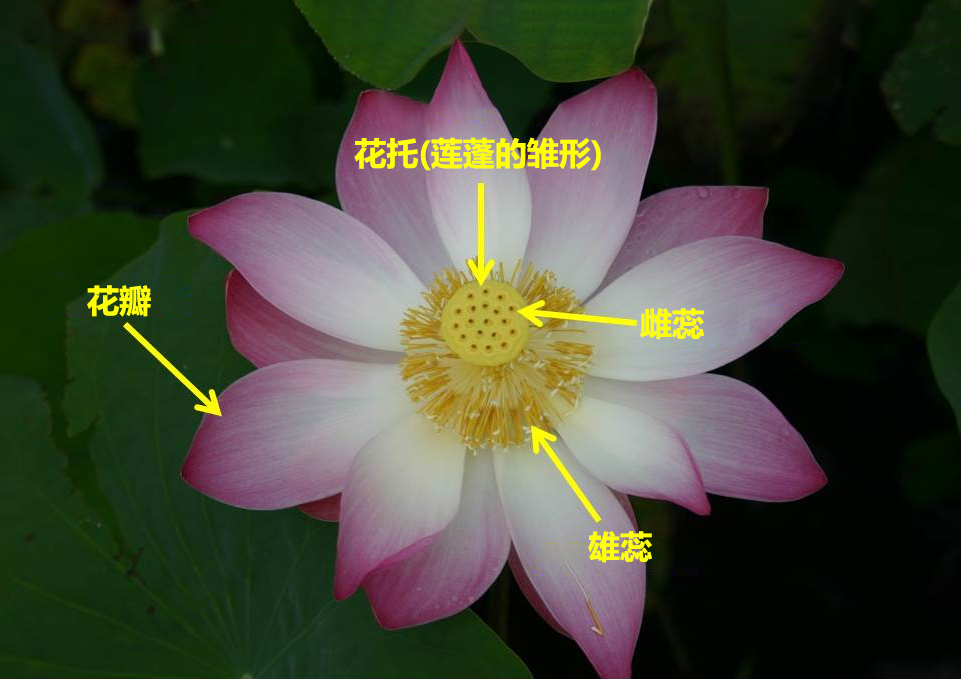 外表高冷内心火热,没错说的就是荷花539 / 作者:UFO爱好者 / 帖子ID:71003 外表高冷内心火热,没错说的就是荷花539 / 作者:UFO爱好者 / 帖子ID:71003