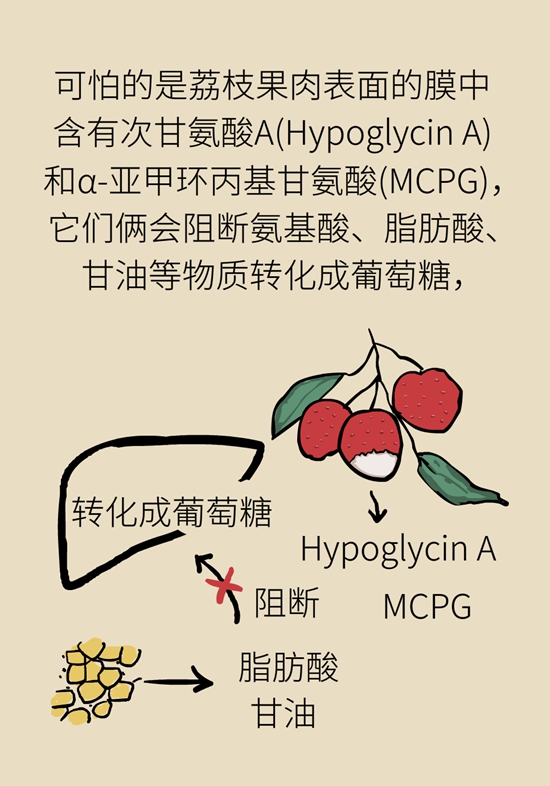 正是吃荔枝的时节，吃荔枝时必知这6个真相62 / 作者:UFO爱好者 / 帖子ID:71316