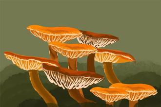 又大又长寿的蜜环菌503 / 作者:UFO爱好者 / 帖子ID:70610