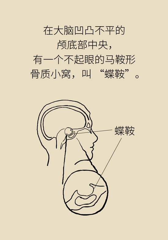 变丑、变胖、内分泌失调……这些糟心事警惕脑肿瘤569 / 作者:UFO爱好者 / 帖子ID:70967