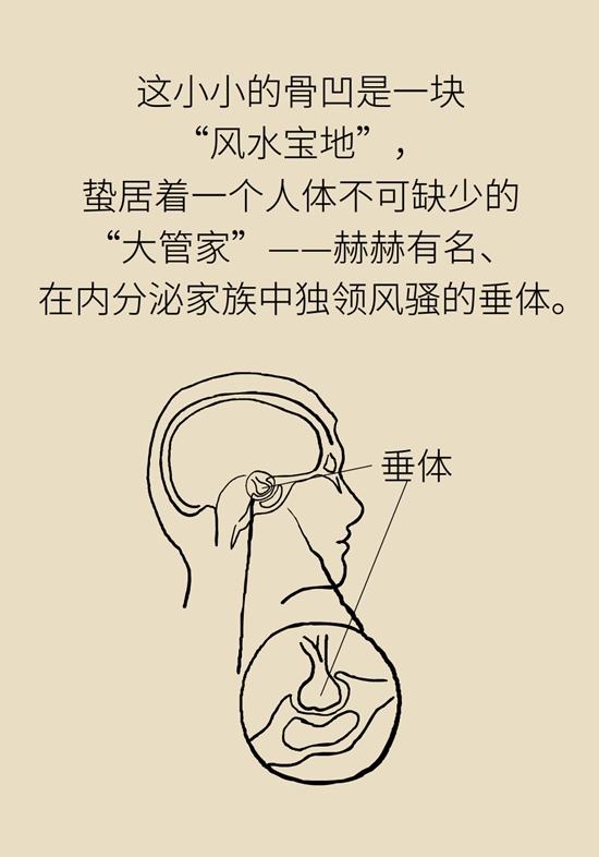 变丑、变胖、内分泌失调……这些糟心事警惕脑肿瘤346 / 作者:UFO爱好者 / 帖子ID:70967