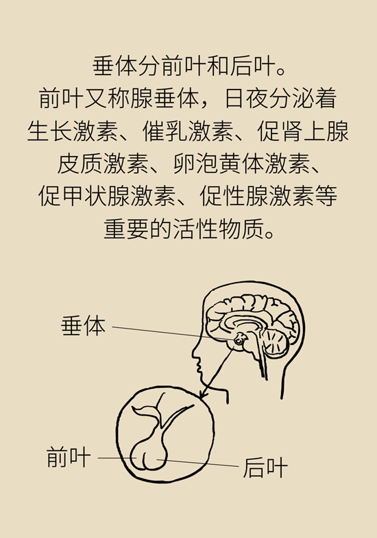 变丑、变胖、内分泌失调……这些糟心事警惕脑肿瘤633 / 作者:UFO爱好者 / 帖子ID:70967