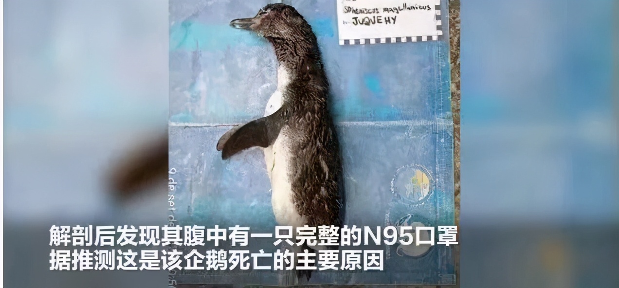 450年不降解，乱丢弃口罩危害到底有多大？758 / 作者:UFO爱好者 / 帖子ID:69707
