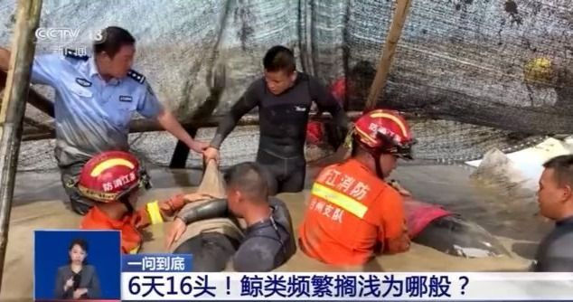6天16头！鲸类频繁搁浅为哪般？专家解读383 / 作者:UFO爱好者 / 帖子ID:69481