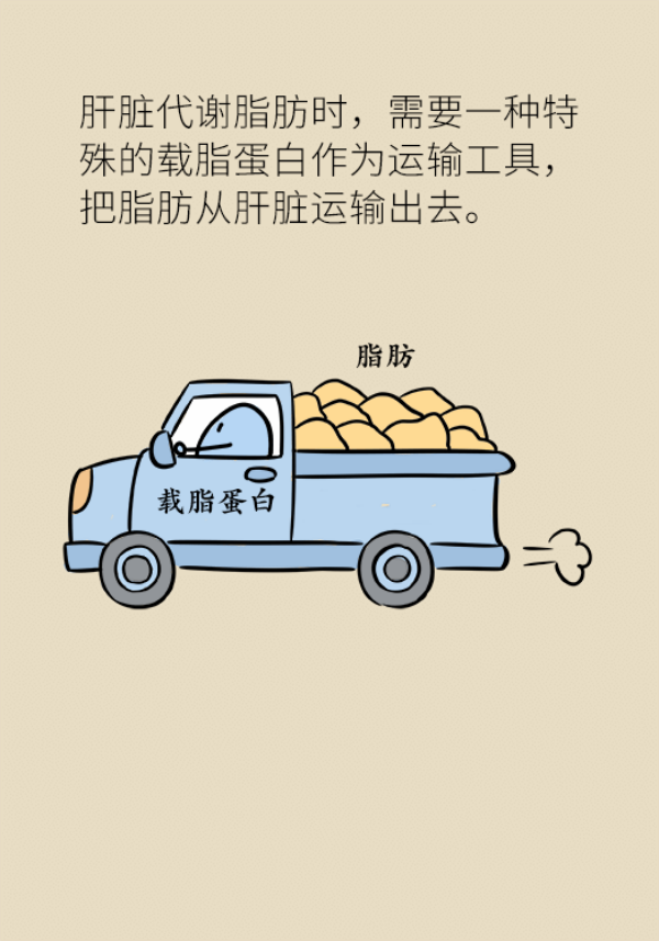 体检查出脂肪肝怎么办？做好这两方面很重要671 / 作者:UFO爱好者 / 帖子ID:70125