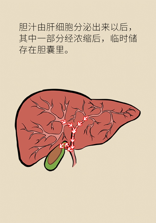 长期不吃早餐可能被这种病盯上，送你饮食秘笈592 / 作者:UFO爱好者 / 帖子ID:69447