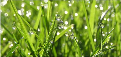 植物晚上在干啥？吐水给敌人的敌人“屯粮”582 / 作者:UFO爱好者 / 帖子ID:68386