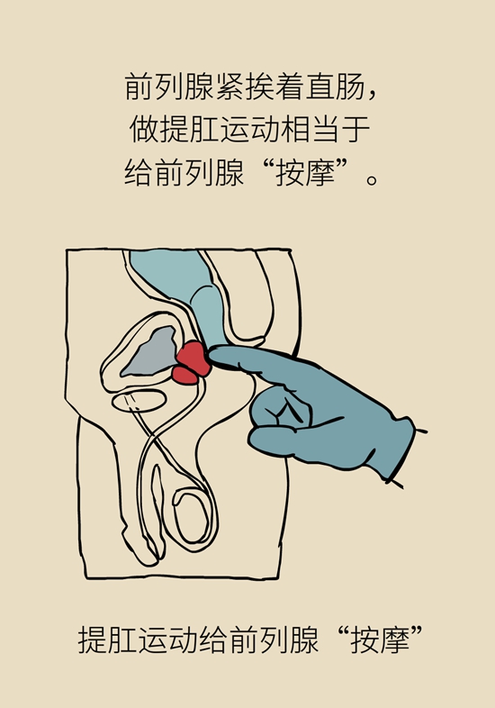 有效预防痔疮、按摩前列腺、锻炼盆底肌......这项运动虽小，好处不少352 / 作者:UFO爱好者 / 帖子ID:68731