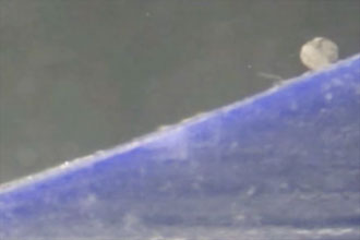 科学家开发MANiAC微型“机器人”333 / 作者:UFO爱好者 / 帖子ID:68346 科学家开发MANiAC微型“机器人”333 / 作者:UFO爱好者 / 帖子ID:68346