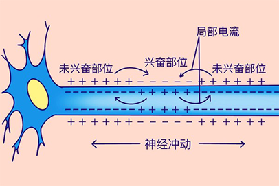 我们的身体为什么能动，由它们决定264 / 作者:UFO爱好者 / 帖子ID:68369