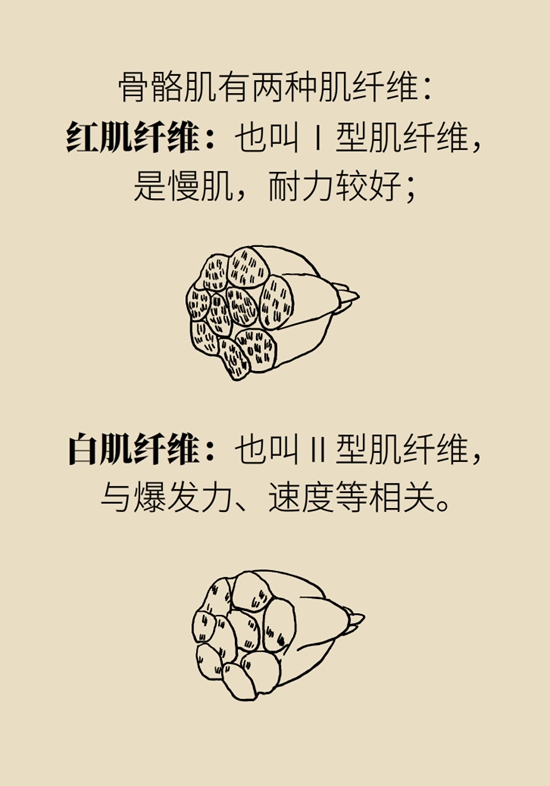 老人易摔倒是因为肌肉少？医生推荐2招“补肉肉”312 / 作者:UFO爱好者 / 帖子ID:68101