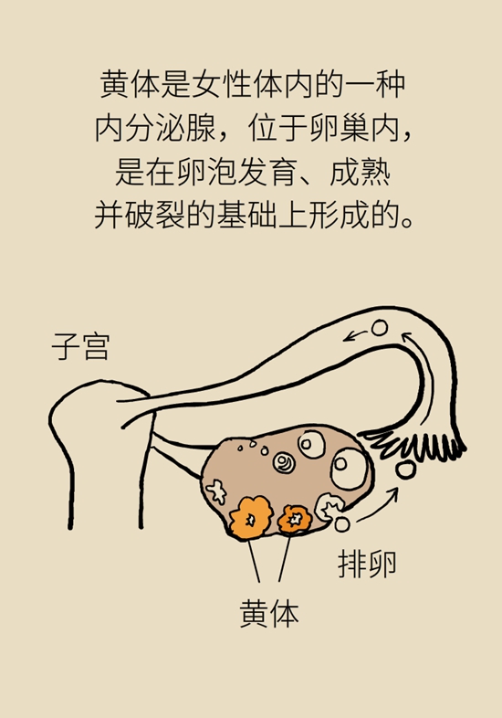 这种腹痛常被误认宫外孕，背后诱因要牢记279 / 作者:UFO爱好者 / 帖子ID:67622