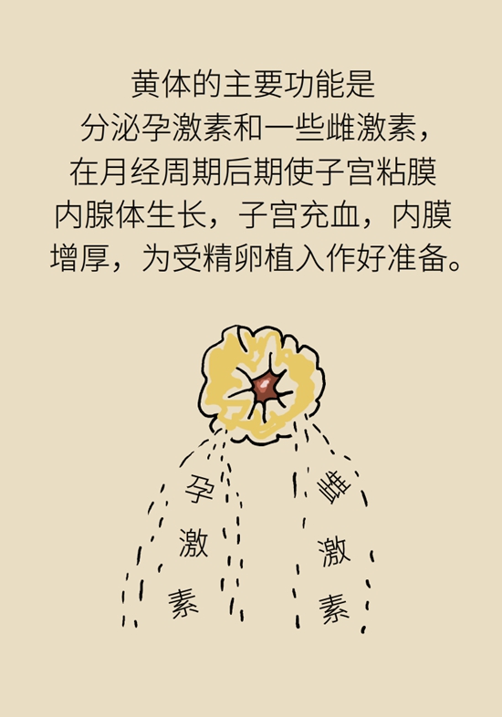 这种腹痛常被误认宫外孕，背后诱因要牢记758 / 作者:UFO爱好者 / 帖子ID:67622