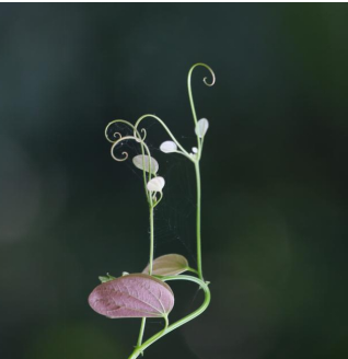 植物：我不内卷 但我的须卷676 / 作者:UFO爱好者 / 帖子ID:67407