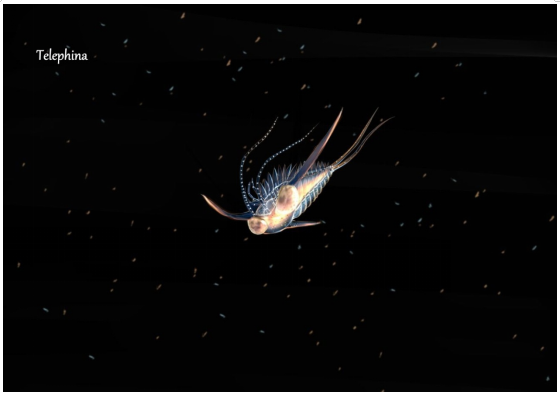 在夜间“潜入”深水,探索海洋古生物的绚丽516 / 作者:UFO爱好者 / 帖子ID:72434 在夜间“潜入”深水,探索海洋古生物的绚丽516 / 作者:UFO爱好者 / 帖子ID:72434