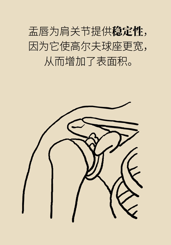 健身房里最常发生的肩痛，该怎么应对？749 / 作者:UFO爱好者 / 帖子ID:72764