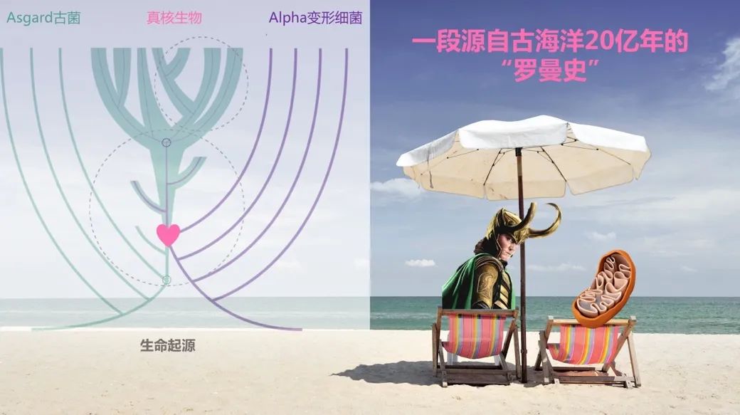 中国学者证实线粒体起源于α变形菌36 / 作者:UFO爱好者 / 帖子ID:78379
