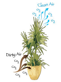 植物净化空气原理235 / 作者:UFO爱好者 / 帖子ID:76208 植物净化空气原理235 / 作者:UFO爱好者 / 帖子ID:76208