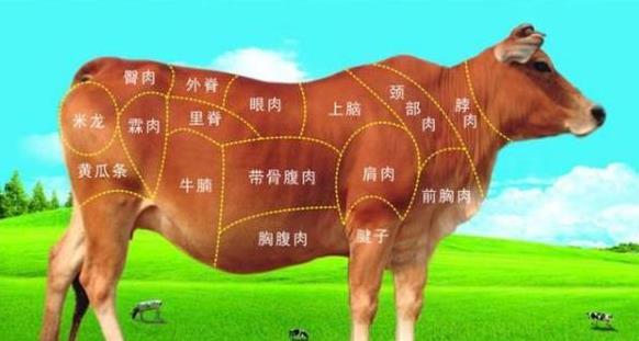 牛肉的营养价值及功效与作用 牛肉的热量、饮食禁忌与鉴别选购515 / 作者:UFO爱好者 / 帖子ID:70231