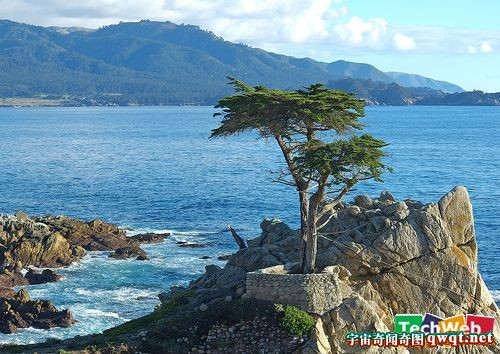 行走树一年移动20米 盘点世界那些神奇的树994 / 作者:UFO爱好者 / 帖子ID:86381