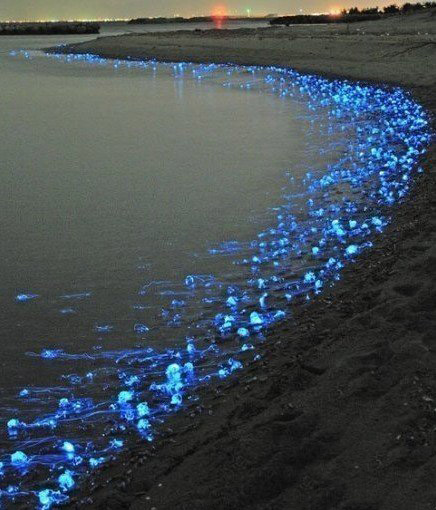 无奇不有的海洋生物238 / 作者:UFO爱好者 / 帖子ID:74892