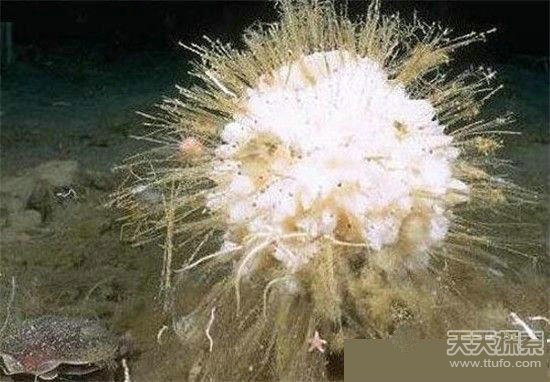 地球上的最长寿的动物 最长竟然活到1550岁769 / 作者:UFO爱好者 / 帖子ID:86077