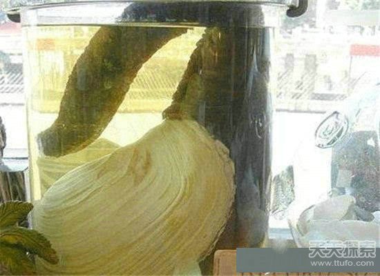 地球上的最长寿的动物 最长竟然活到1550岁235 / 作者:UFO爱好者 / 帖子ID:86077