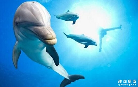除了人之外，这10种生物智商竟然这么高968 / 作者:UFO爱好者 / 帖子ID:86003