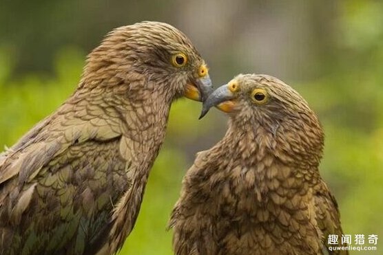 除了人之外，这10种生物智商竟然这么高117 / 作者:UFO爱好者 / 帖子ID:86003