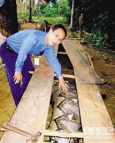 村民捕获120岁大蛇 场面骇人147 / 作者:UFO爱好者 / 帖子ID:85964