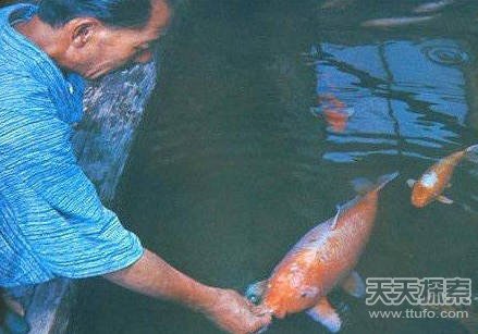 村民捕获120岁大蛇 场面骇人623 / 作者:UFO爱好者 / 帖子ID:85964