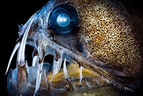 深海生物,难得一见的生物种类884 / 作者:UFO爱好者 / 帖子ID:86230