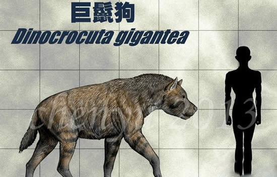 巨鬣狗，体型巨大（600斤重）相当于成年棕熊的重量402 / 作者:UFO爱好者 / 帖子ID:82619