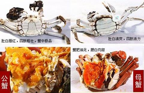 吃螃蟹是吃公的还是母的？公螃蟹好吃还是母螃蟹好吃？708 / 作者:UFO爱好者 / 帖子ID:68852
