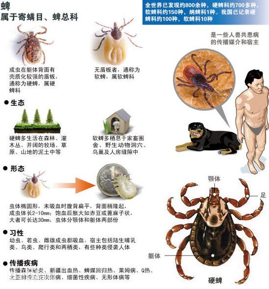 蜱虫咬后有什么症状？蜱虫个人防护与处理？如何不被蜱虫叮咬850 / 作者:UFO爱好者 / 帖子ID:69085