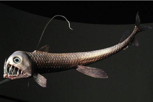 深海生物,难得一见的生物种类954 / 作者:UFO爱好者 / 帖子ID:86230