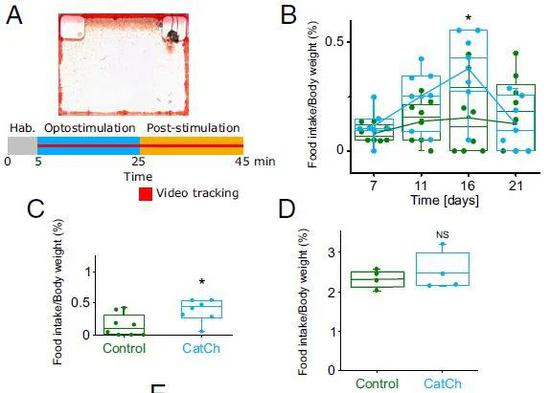 英国科学家发现让食欲暴增的脑细胞774 / 作者:UFO爱好者 / 帖子ID:79870