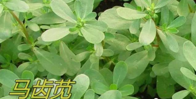 春季应季蔬菜好吃又治病 清明前后一定要吃的8种“芽”菜！147 / 作者:UFO爱好者 / 帖子ID:69770