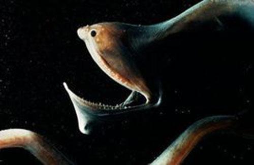 深海生物,难得一见的生物种类343 / 作者:UFO爱好者 / 帖子ID:86230