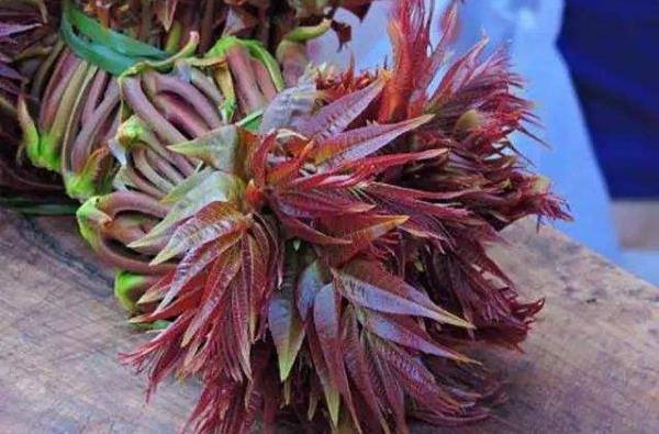 春季应季蔬菜好吃又治病 清明前后一定要吃的8种“芽”菜！51 / 作者:UFO爱好者 / 帖子ID:69770