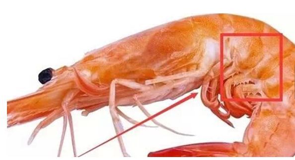 怎么吃海鲜才正宗？皮皮虾、大虾、海蟹、扇贝、海蛎子正确吃法489 / 作者:UFO爱好者 / 帖子ID:69088