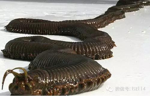 背脊发凉！27个著名的世界之谜333 / 作者:UFO爱好者 / 帖子ID:83764