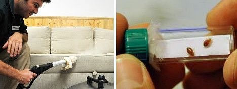 十大吸血鬼动物：七鳃鳗牙如尖刀嘴如吸盘838 / 作者:UFO爱好者 / 帖子ID:69138