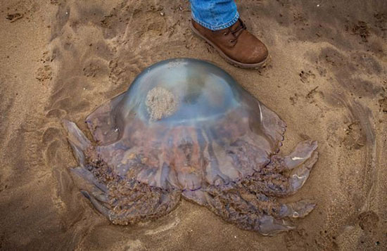 英国南部海岸惊现一只近1米宽的巨型水母：有150条之多698 / 作者:UFO爱好者 / 帖子ID:76658